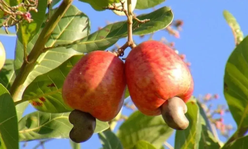 Caju: a castanha de ouro que pode transformar a economia moçambicana