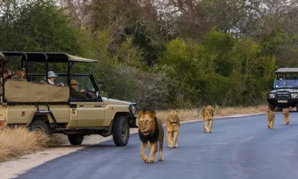 Parque Nacional do Limpopo: turismo transfronteiriço