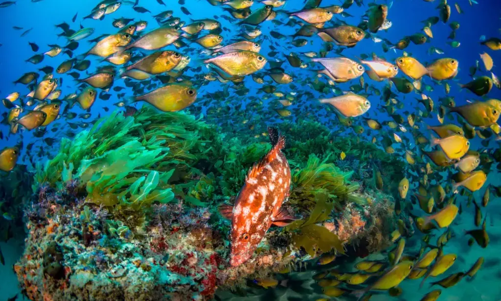 Biodiversidade marinha de Moçambique: um tesouro a proteger