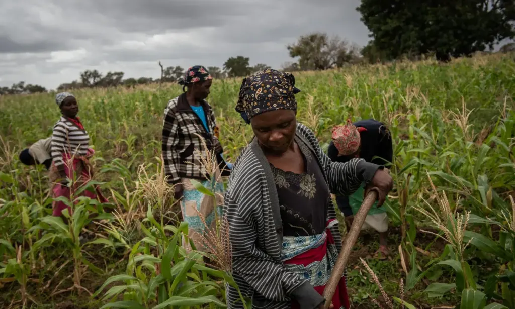 Agronegócio em Moçambique: oportunidades que poucos vêem