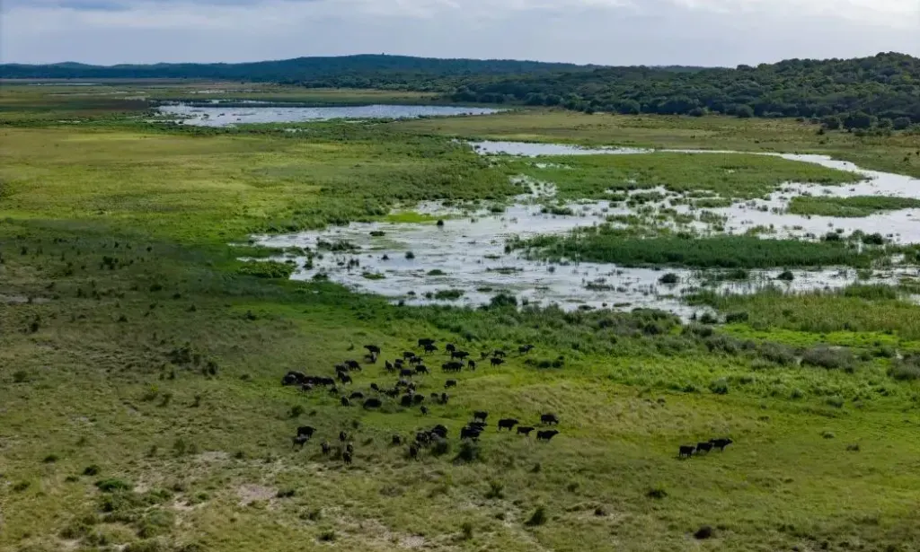 Solos de Moçambique: a riqueza invisível que precisamos de proteger
