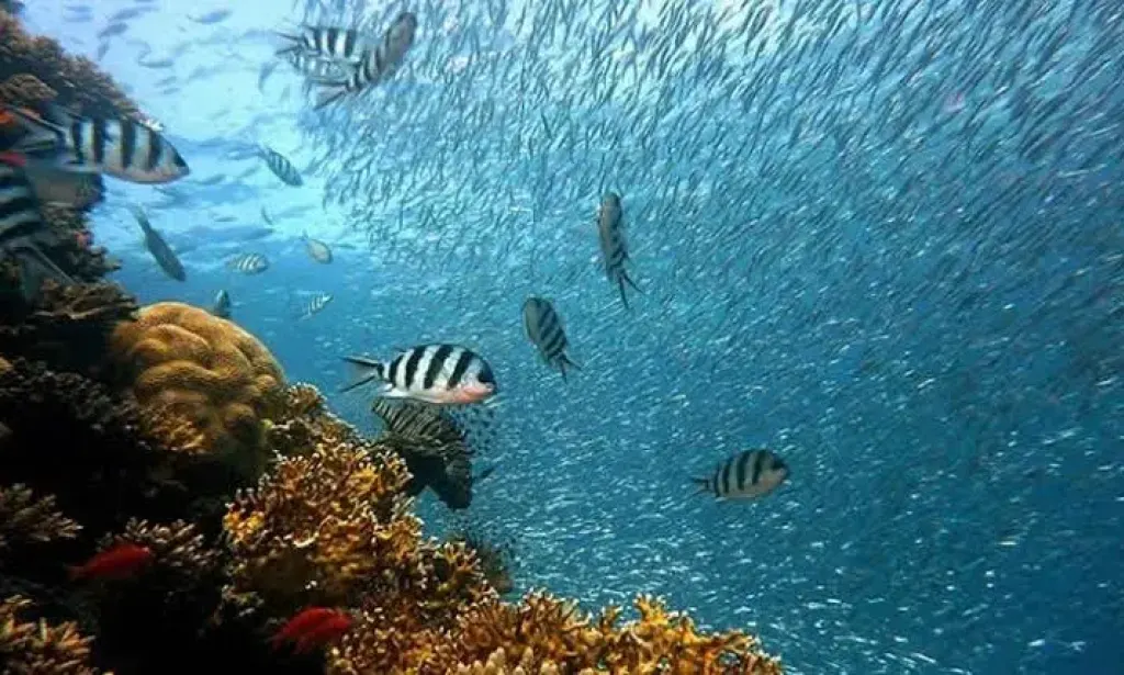 Biodiversidade marinha do Canal de Moçambique: um tesouro científico
