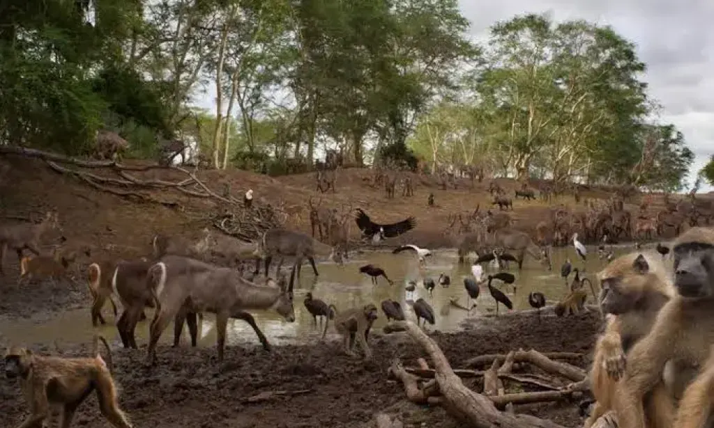 Gorongosa: o coração selvagem de Moçambique renasce das cinzas