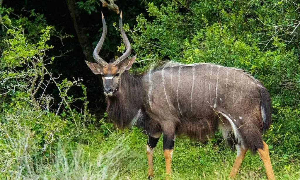 Animais emblemáticos de Moçambique que precisa de conhecer